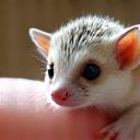 Animaux exotiques