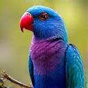 Soins pour oiseaux