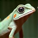 Soins pour reptiles